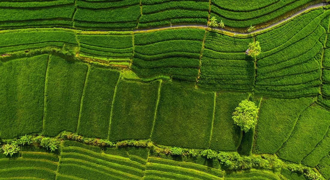 Green rice fields in Bali, Indonesia