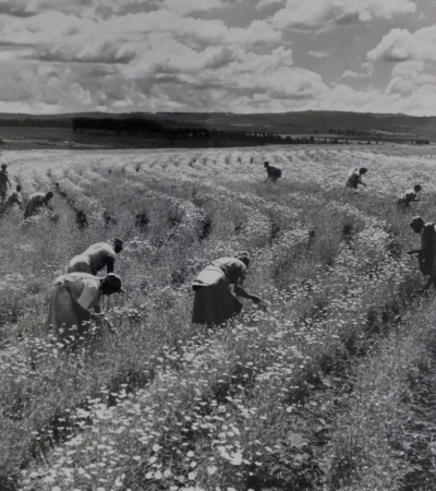 Histories of Economics and Development in the Global South